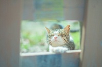 猫の写真①
